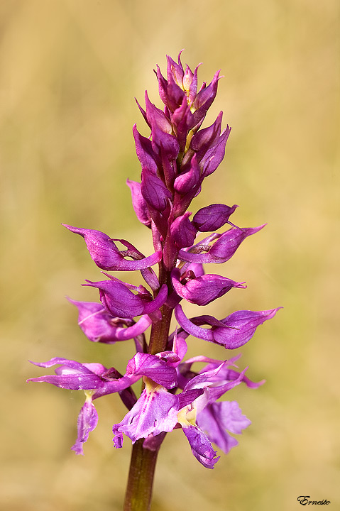 fiori da identificare